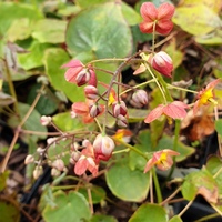 Epimedium x warleyense